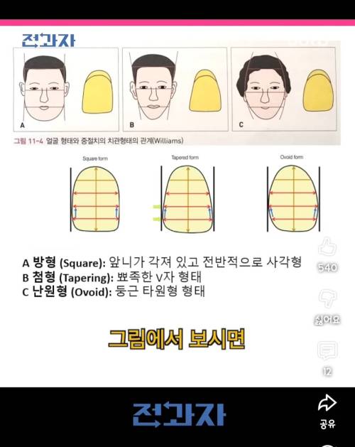 얼굴형에 따라서 앞니 모양이 다르다고 함