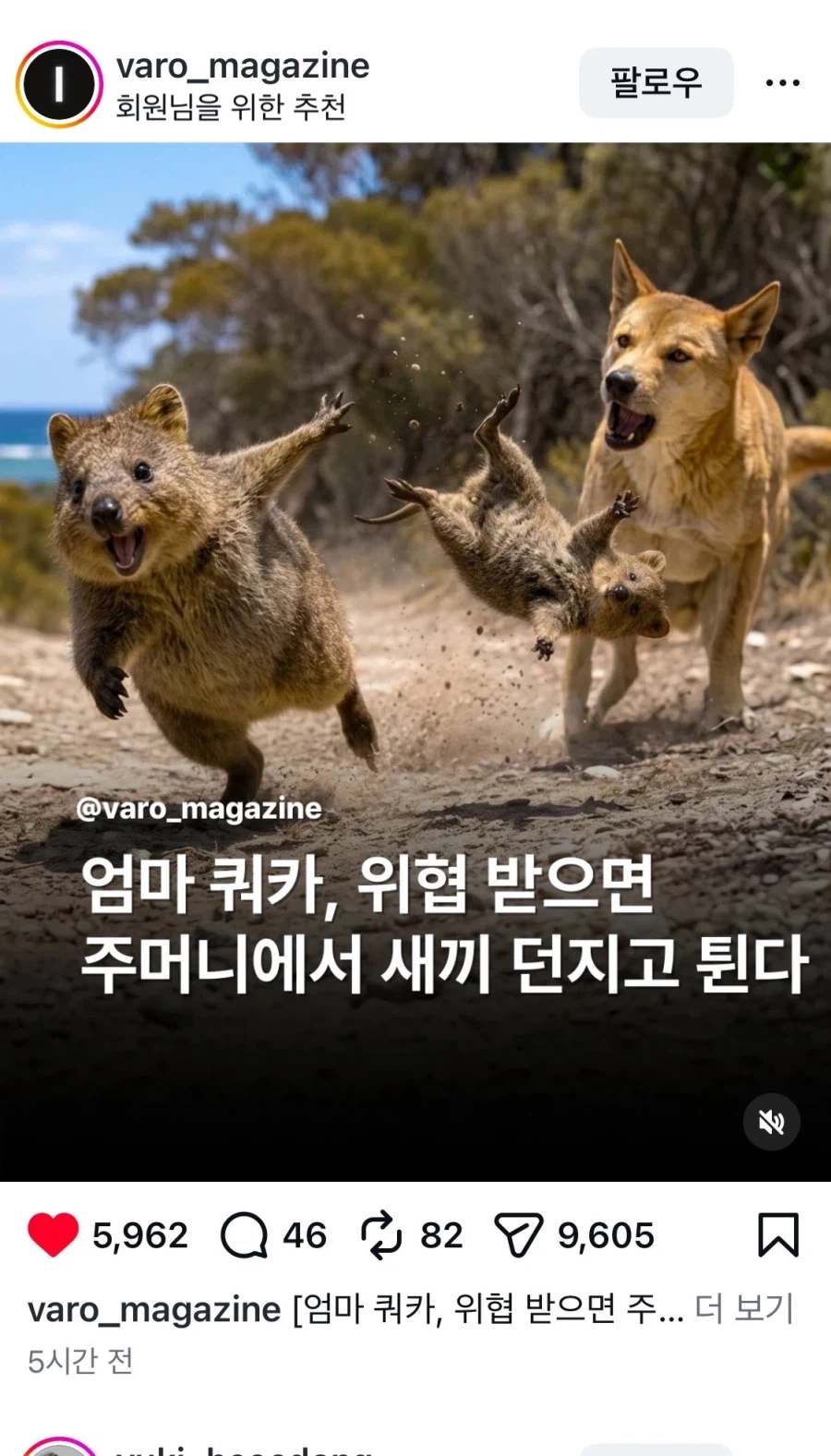 쿼카는 새끼를 위험할때 버리고 튀지 않는다
