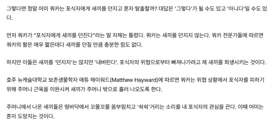 쿼카는 새끼를 위험할때 버리고 튀지 않는다
