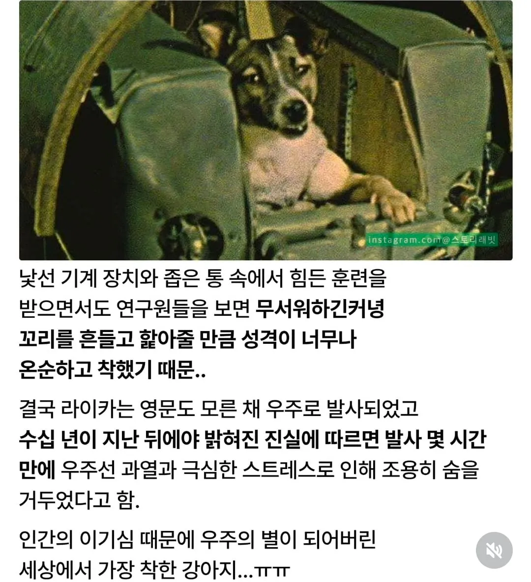 너무 착해서 우주로 가야 했던 강아지.jpg