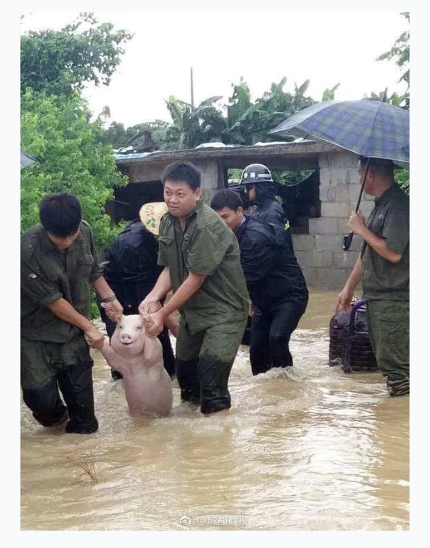 중국 사천에서 구조된 돼지의 표정