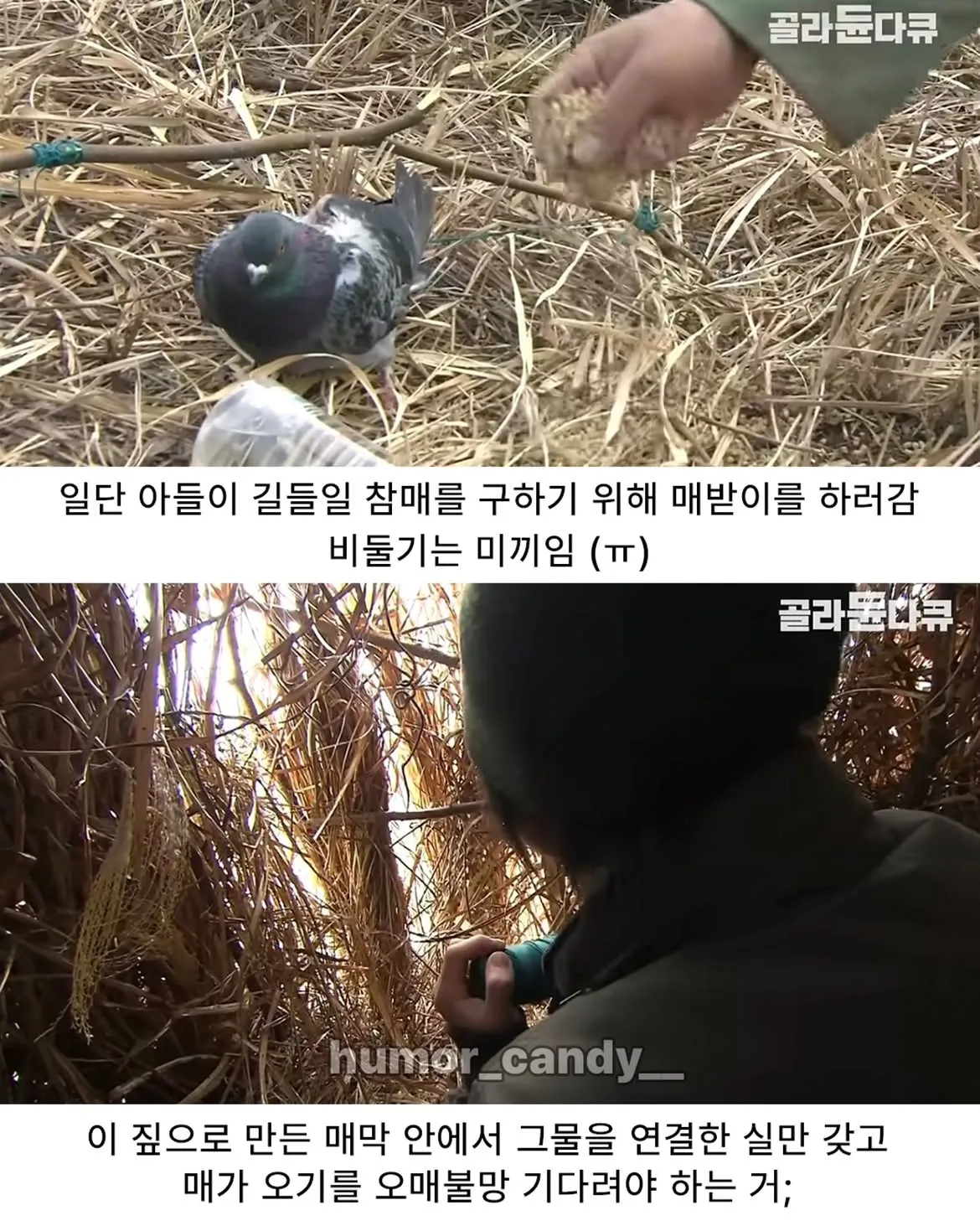 낭만터지는 K드루이드의 탄생