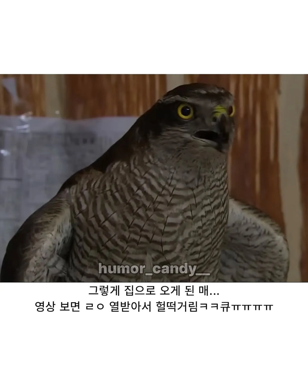 낭만터지는 K드루이드의 탄생