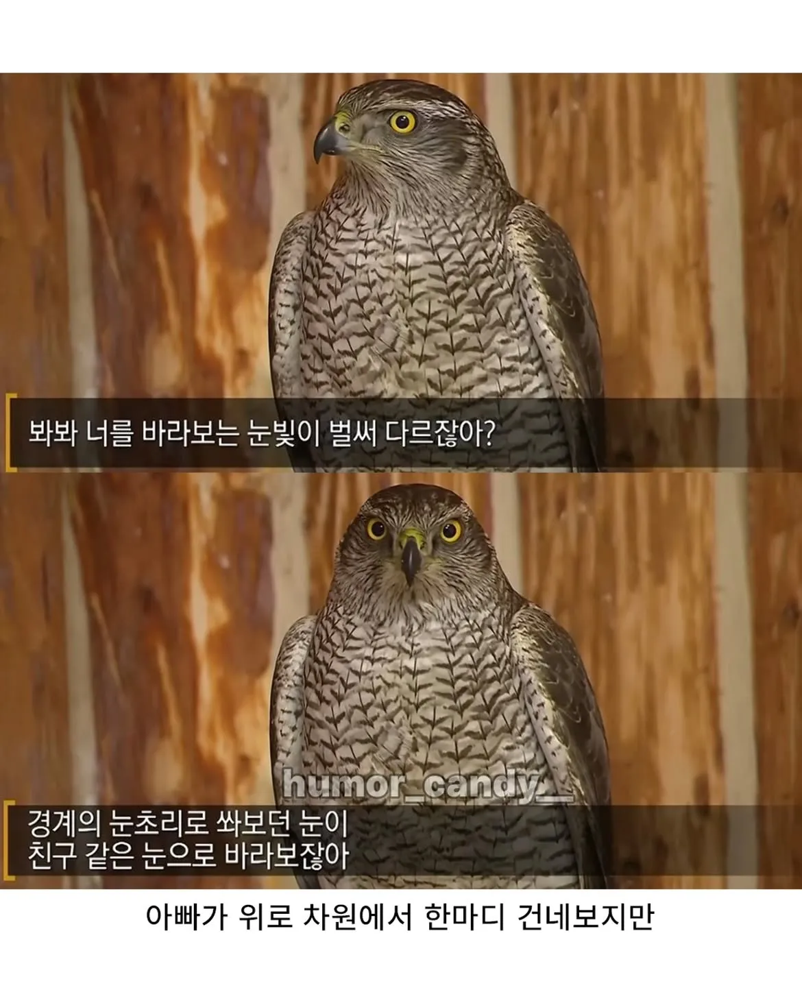 낭만터지는 K드루이드의 탄생
