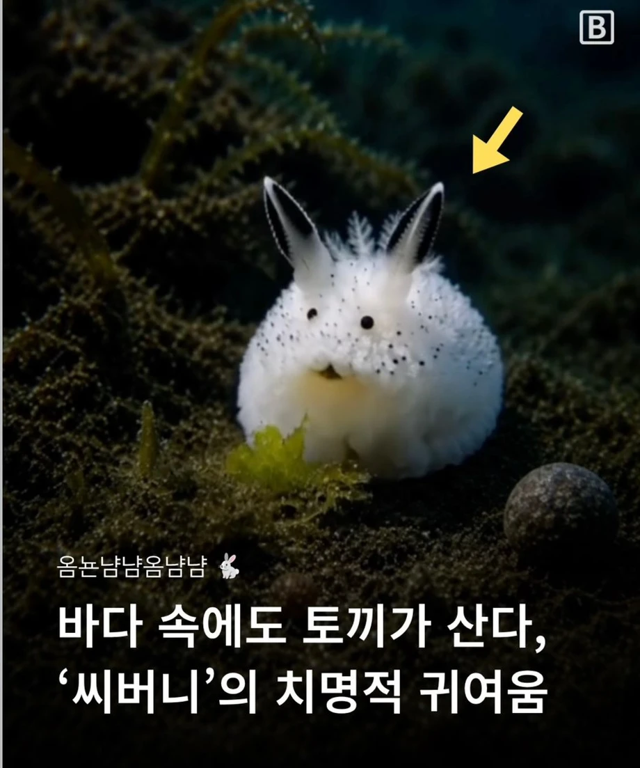 별주부에게 속은 토끼 근황.