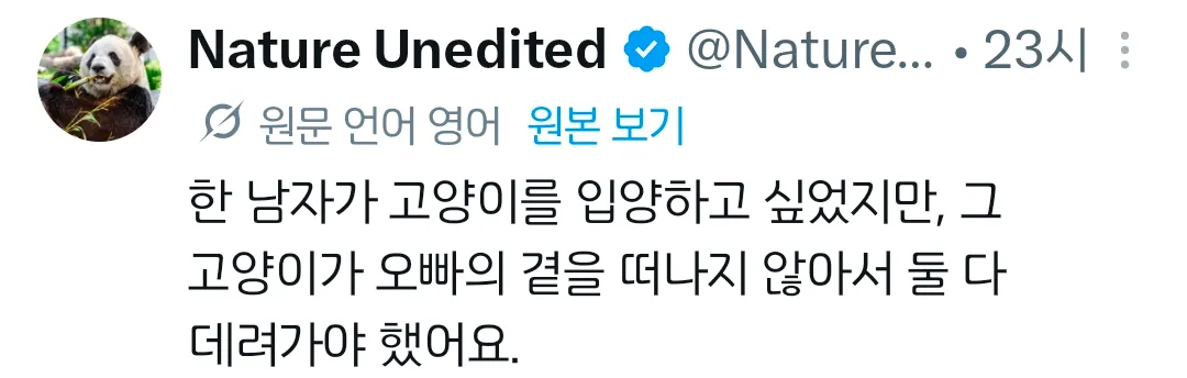 아기 고양이를 두 마리나 입양할 수 밖에 없었던 이유