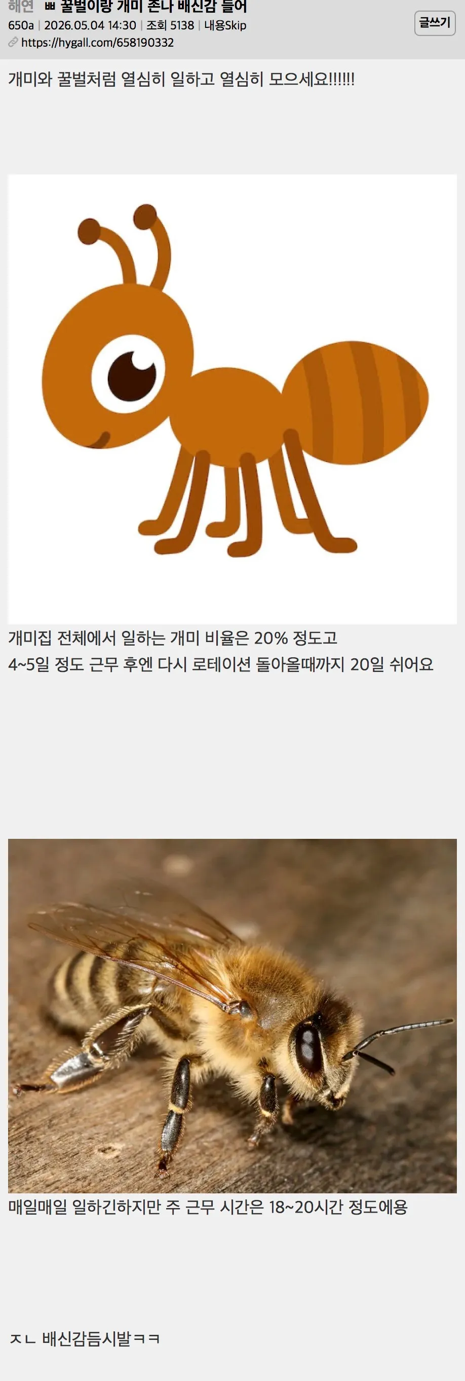 꿀벌이랑 개미 존나 배신감 들어