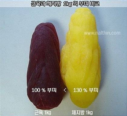 근육과 체지방 1kg 비교