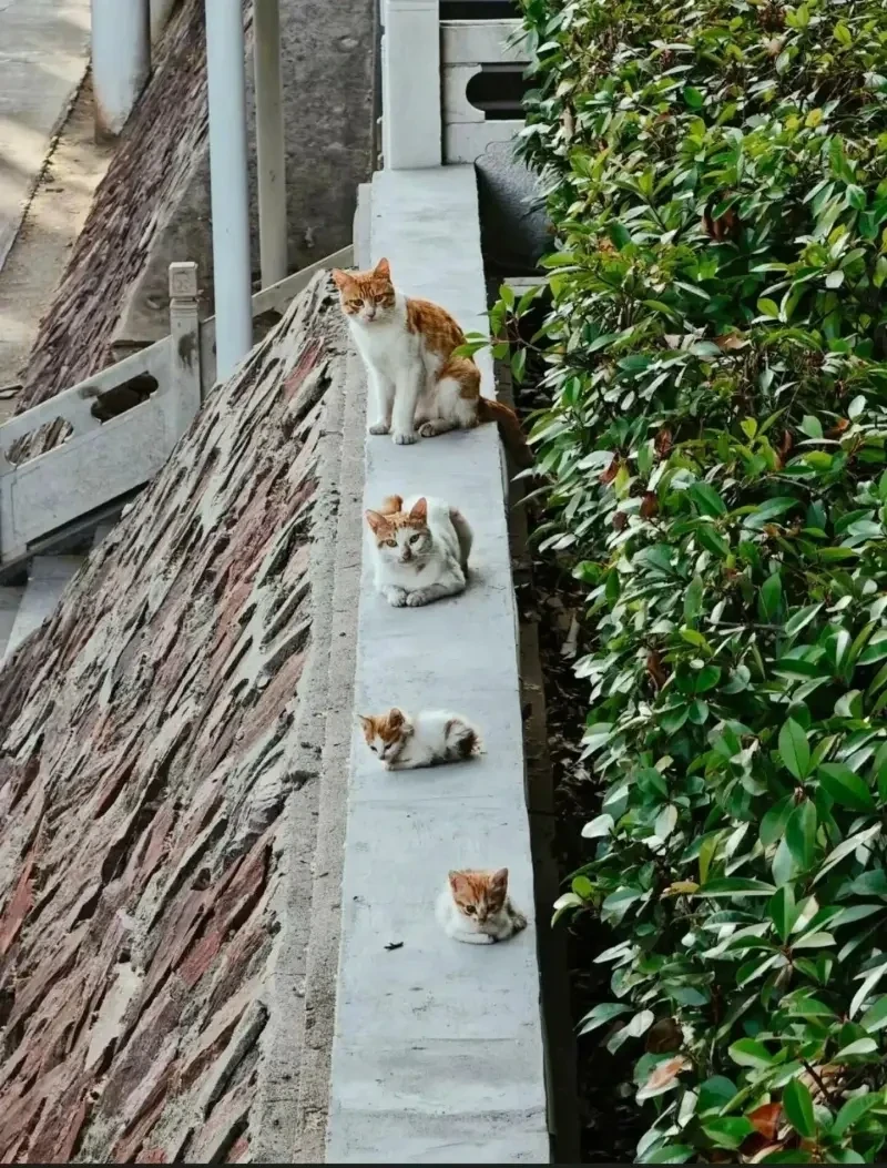 고양이 성장과정을 한 눈에.