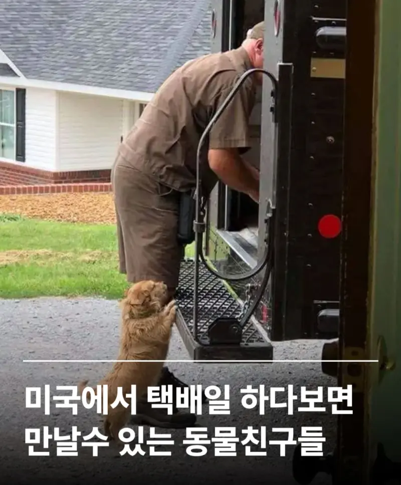 외국에서 택배일하다보면 만날수있는 동물친구들