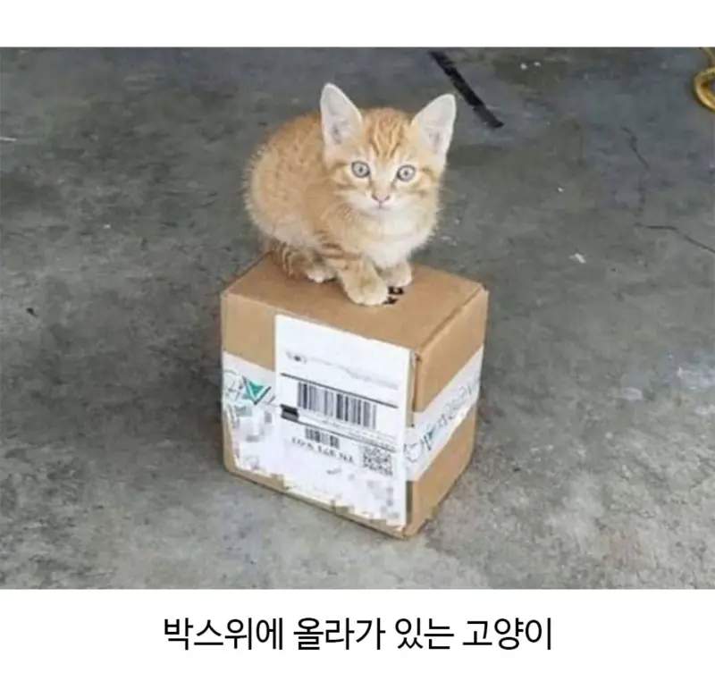 외국에서 택배일하다보면 만날수있는 동물친구들