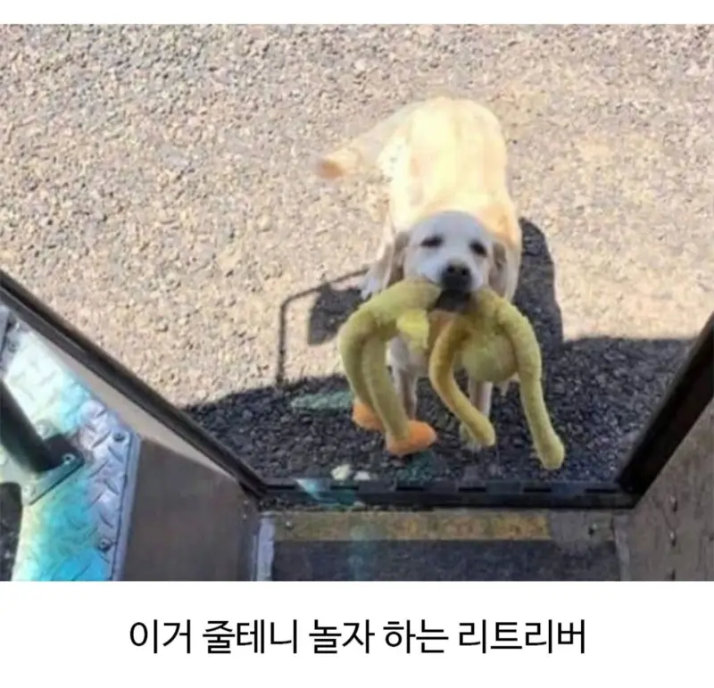 외국에서 택배일하다보면 만날수있는 동물친구들