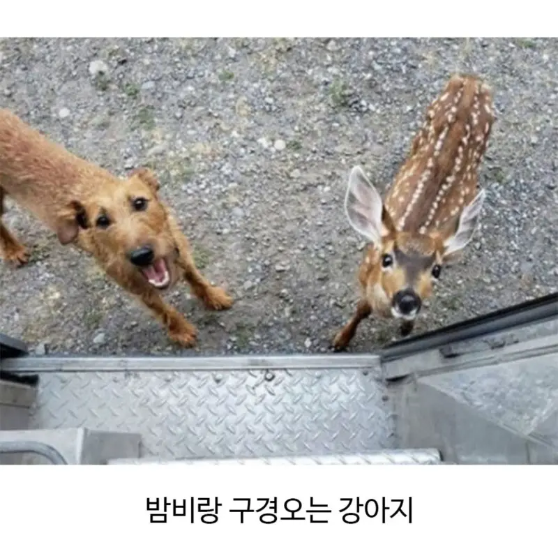 외국에서 택배일하다보면 만날수있는 동물친구들