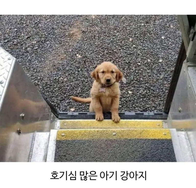 외국에서 택배일하다보면 만날수있는 동물친구들