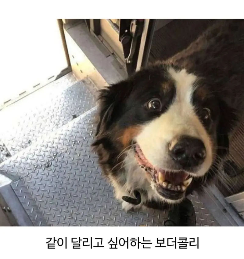 외국에서 택배일하다보면 만날수있는 동물친구들