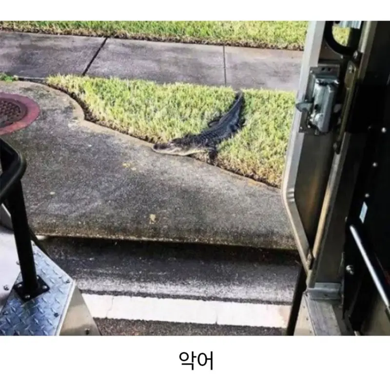 외국에서 택배일하다보면 만날수있는 동물친구들
