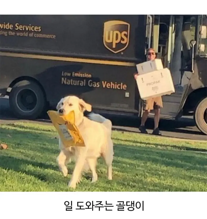 외국에서 택배일하다보면 만날수있는 동물친구들