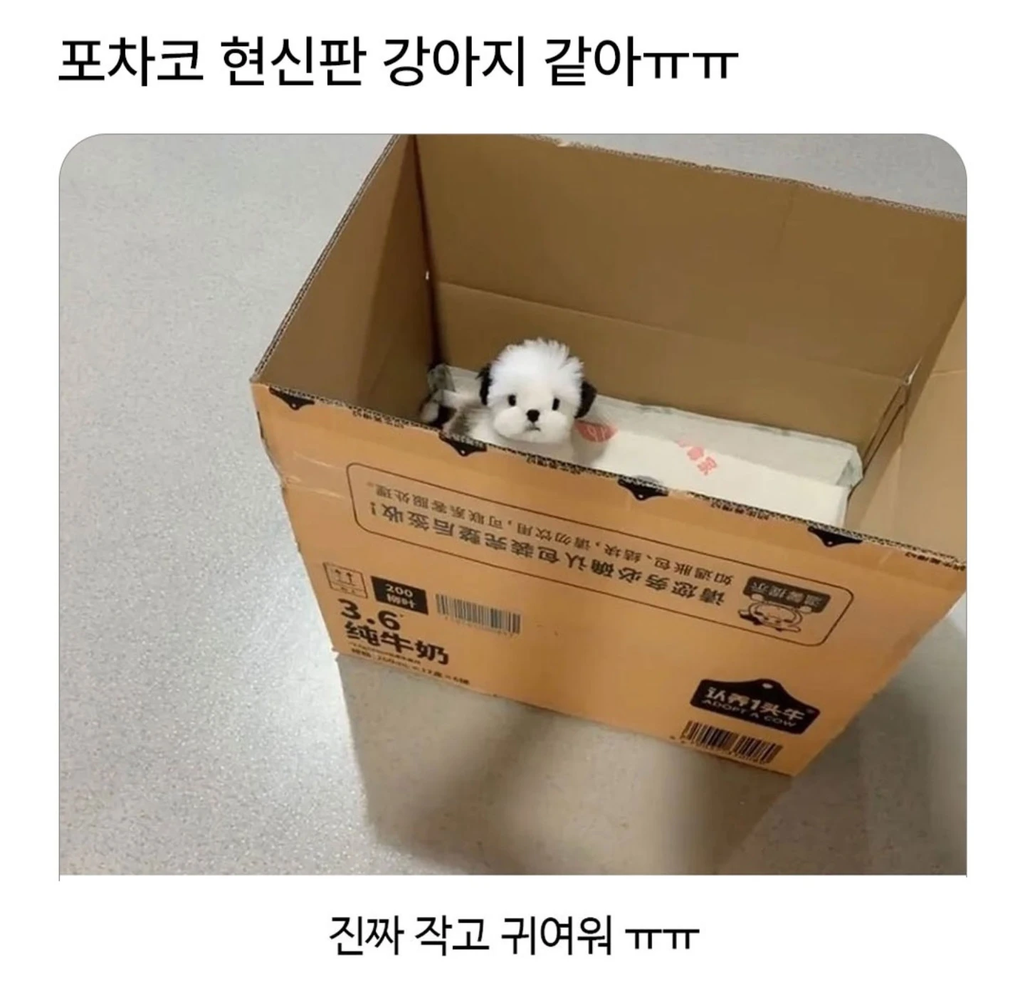 포차코 현실판 강아지
