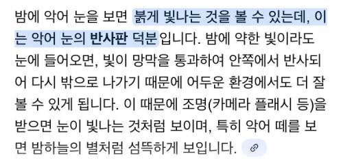 밤에 본 악어의 눈