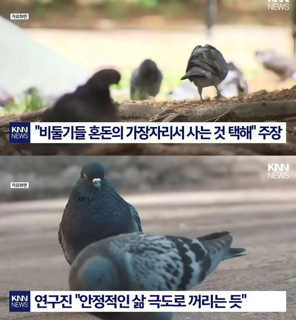비둘기가 평온함보다 혼돈을 선택하는 이유
