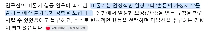 비둘기가 평온함보다 혼돈을 선택하는 이유