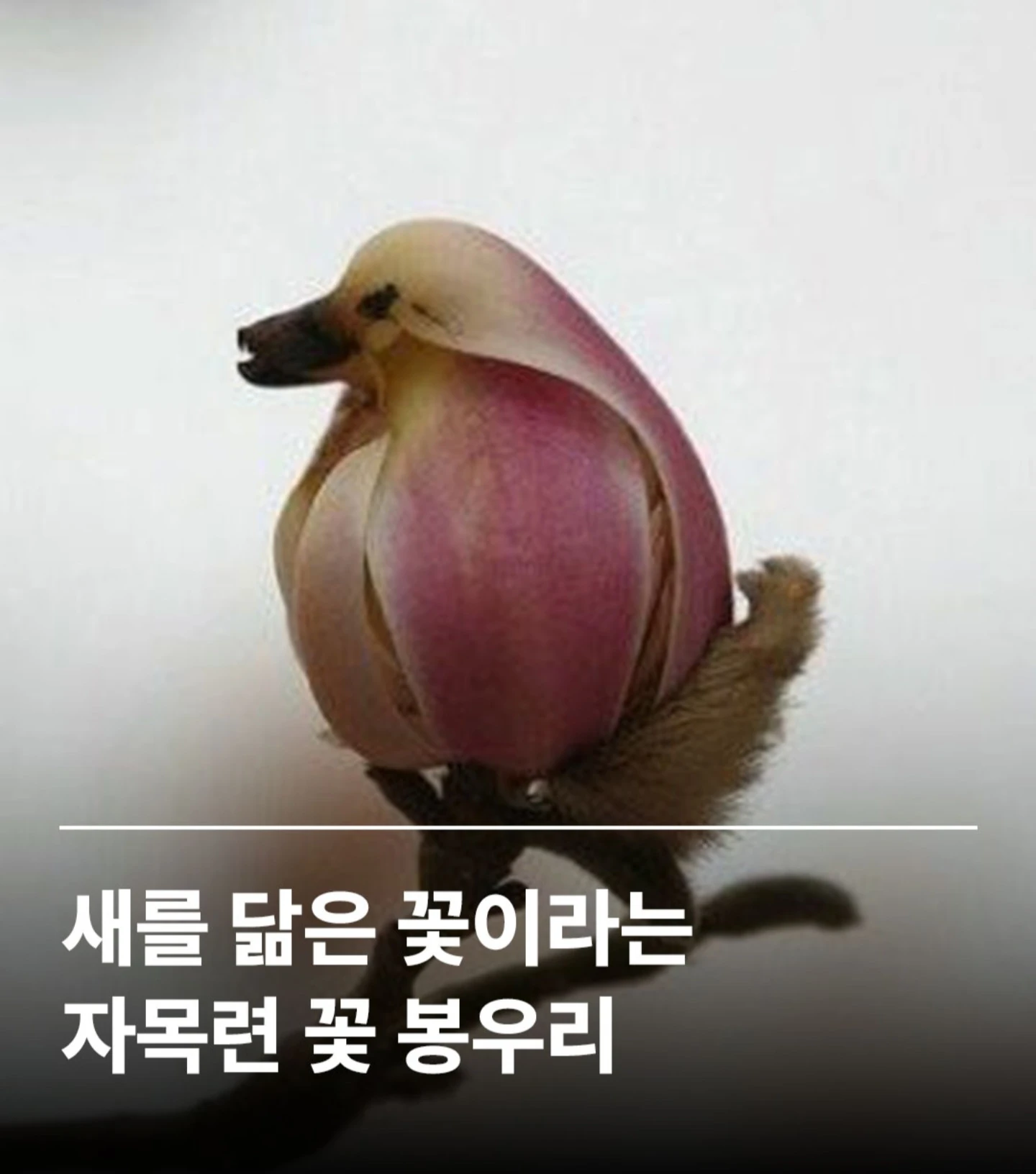 새를 닮은 꽃 자목련 꽃 봉우리