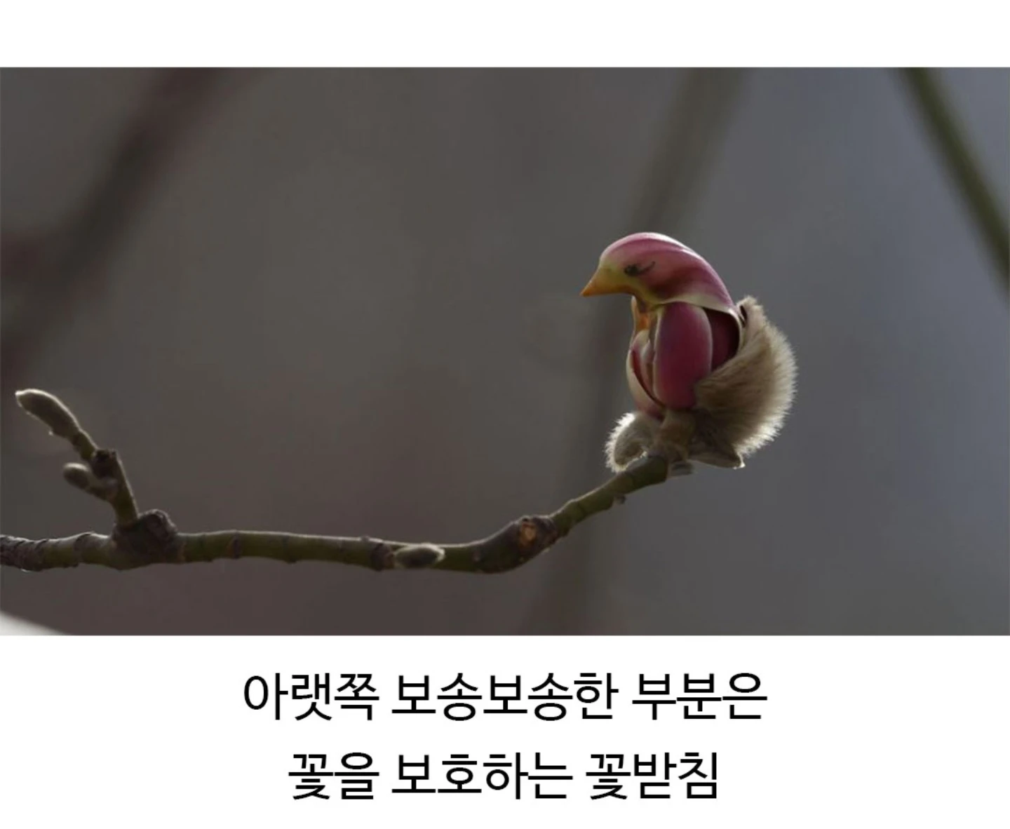 새를 닮은 꽃 자목련 꽃 봉우리