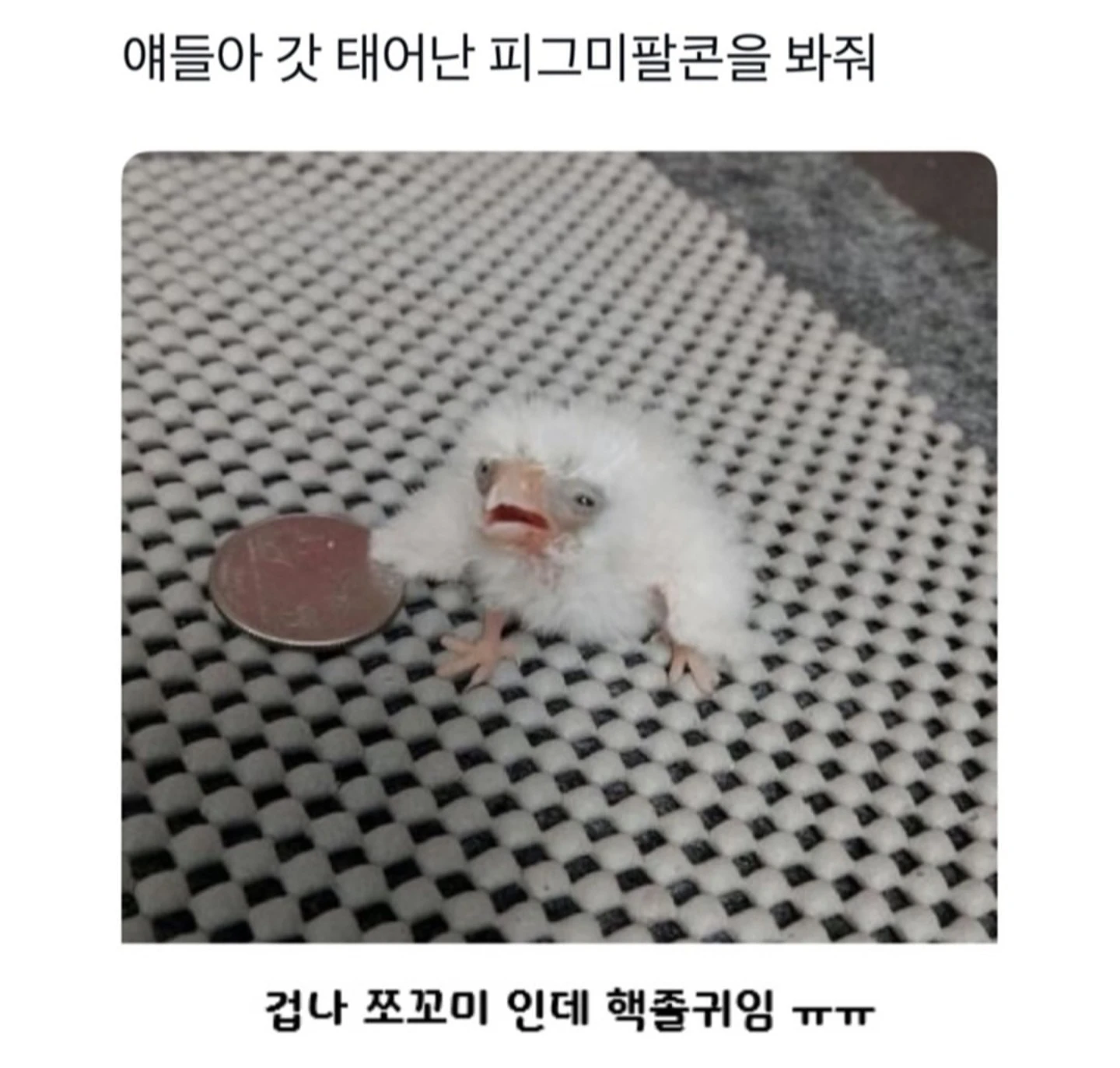 갓태어난 피그미 팔콘 봐줘