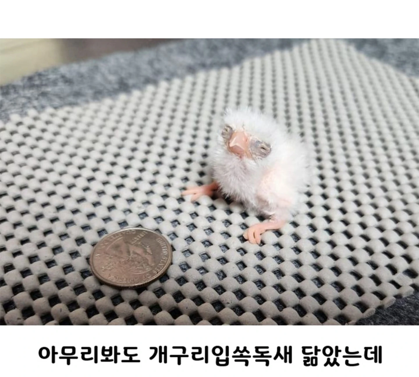 갓태어난 피그미 팔콘 봐줘