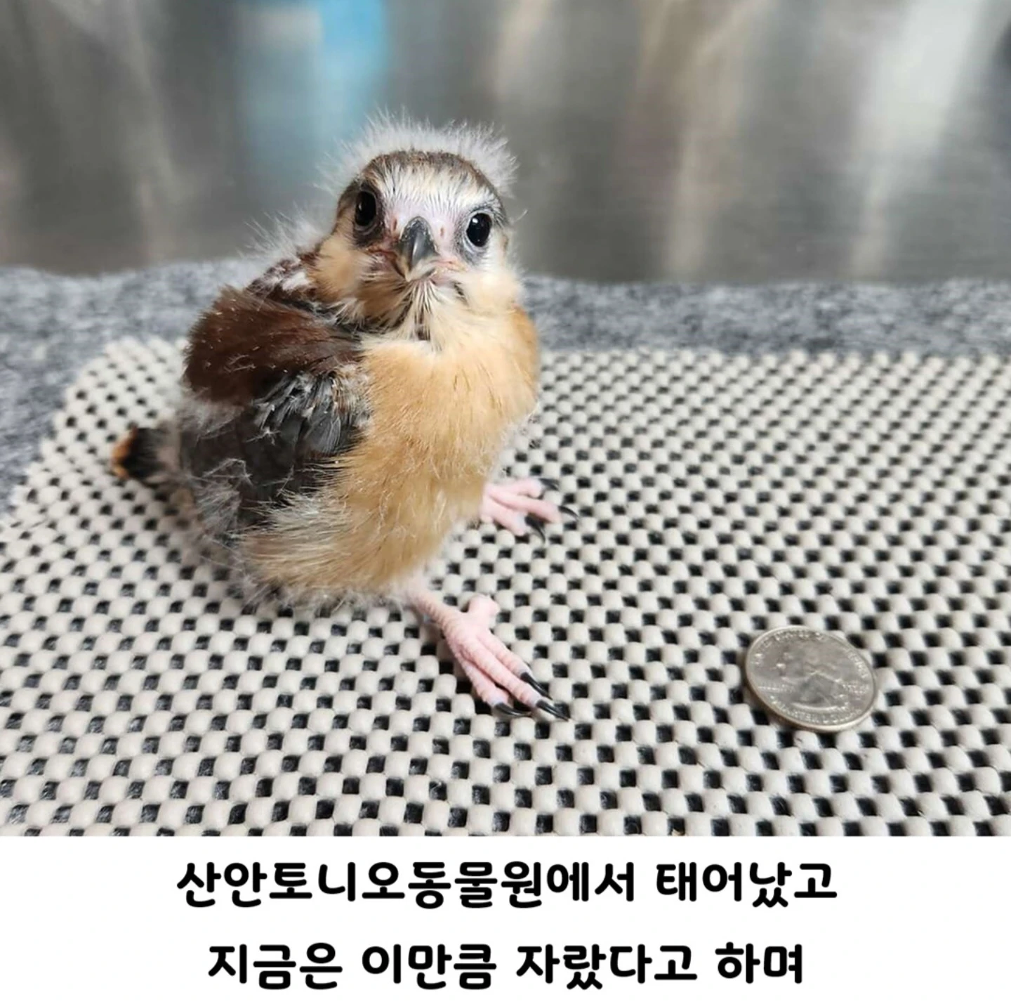 갓태어난 피그미 팔콘 봐줘