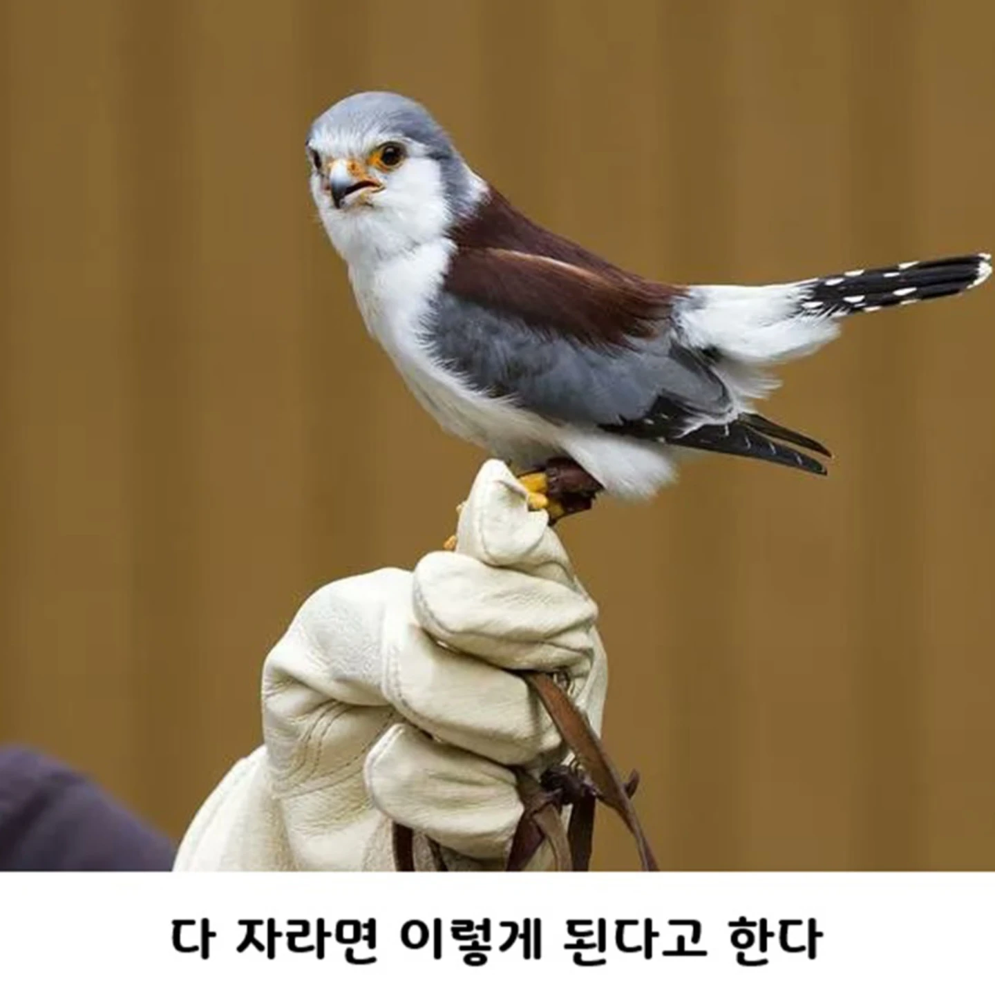 갓태어난 피그미 팔콘 봐줘