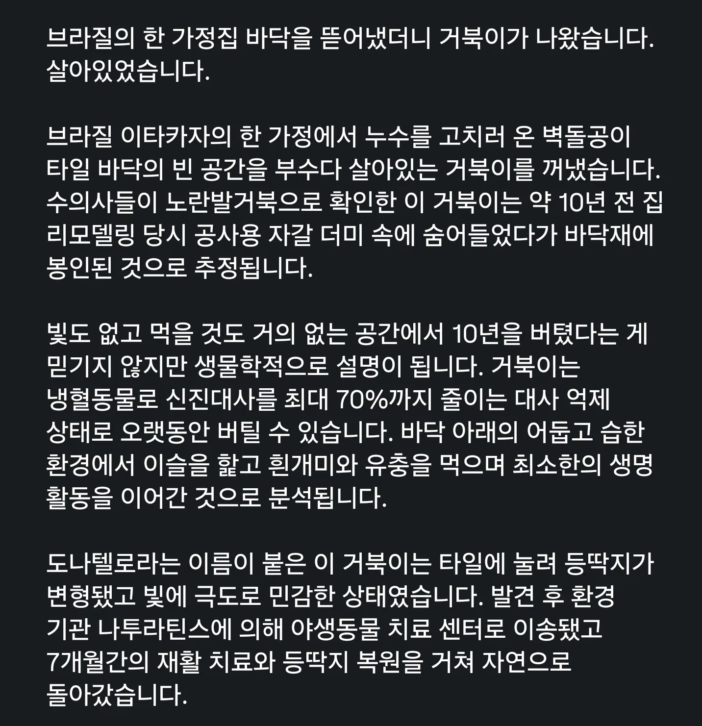 10년 존버 거북이