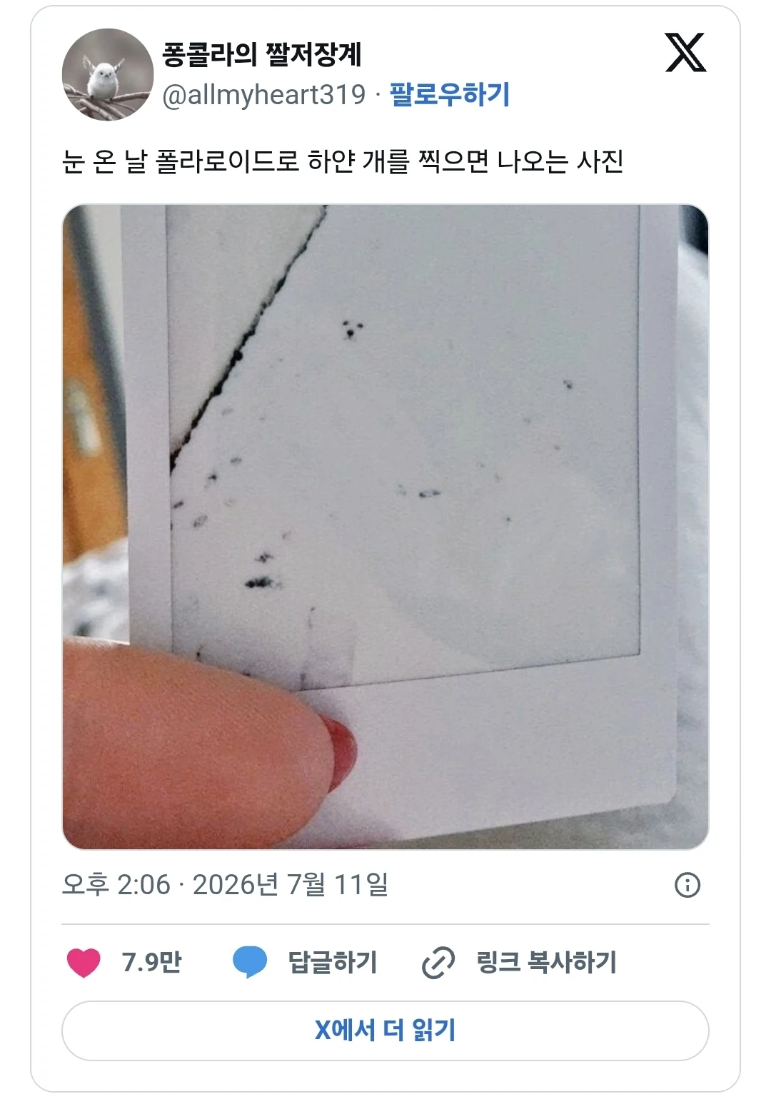 눈 온 날 폴라로이드로 찍은 하얀 개.jpg