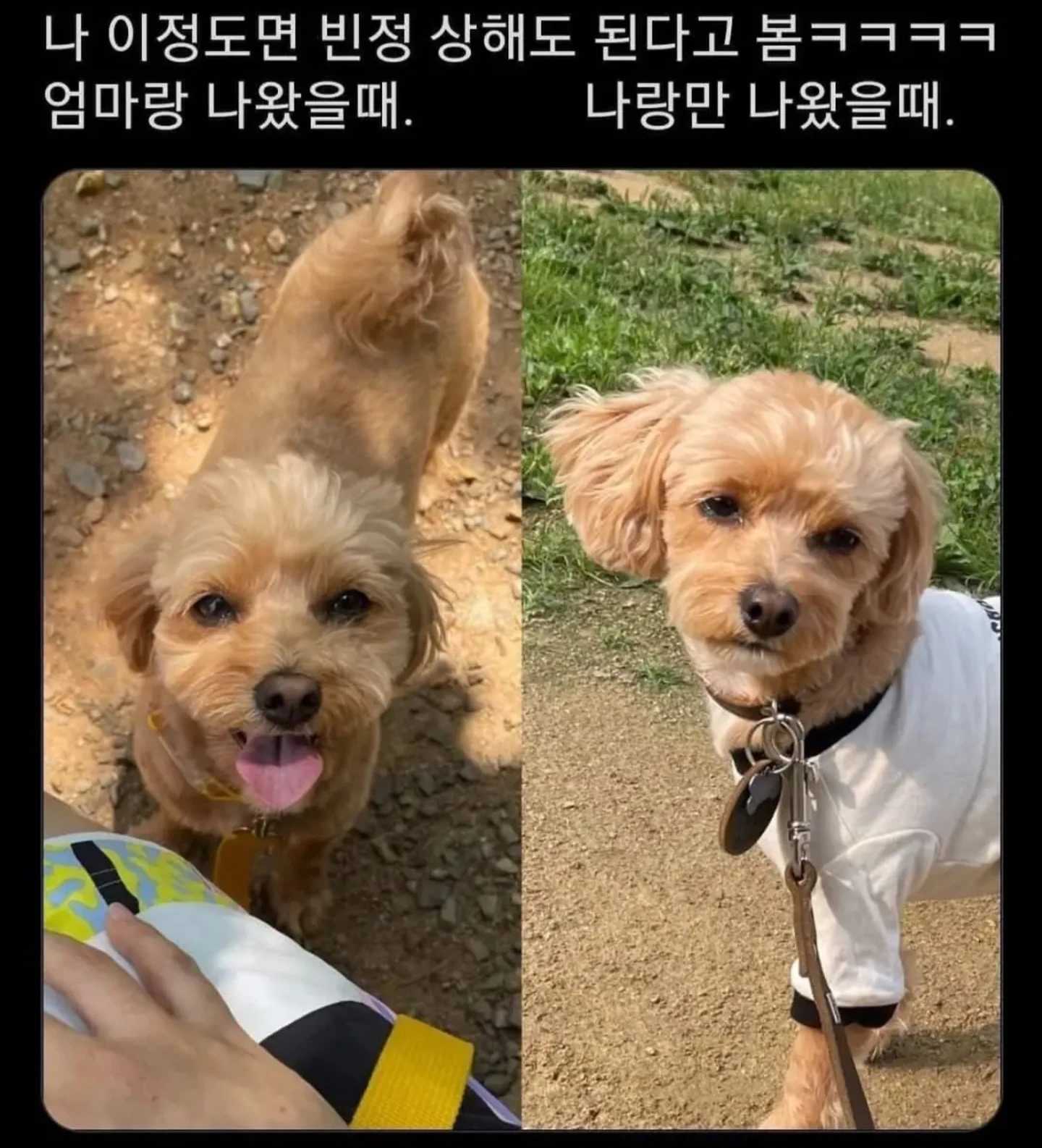 강아지한테 빈정상해도 되냐??