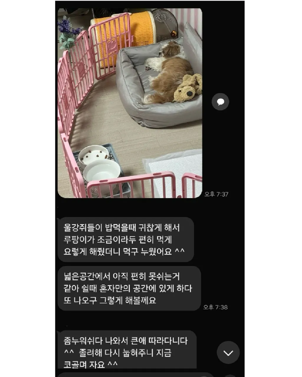 강아지를 이웃집에 맡겼는데