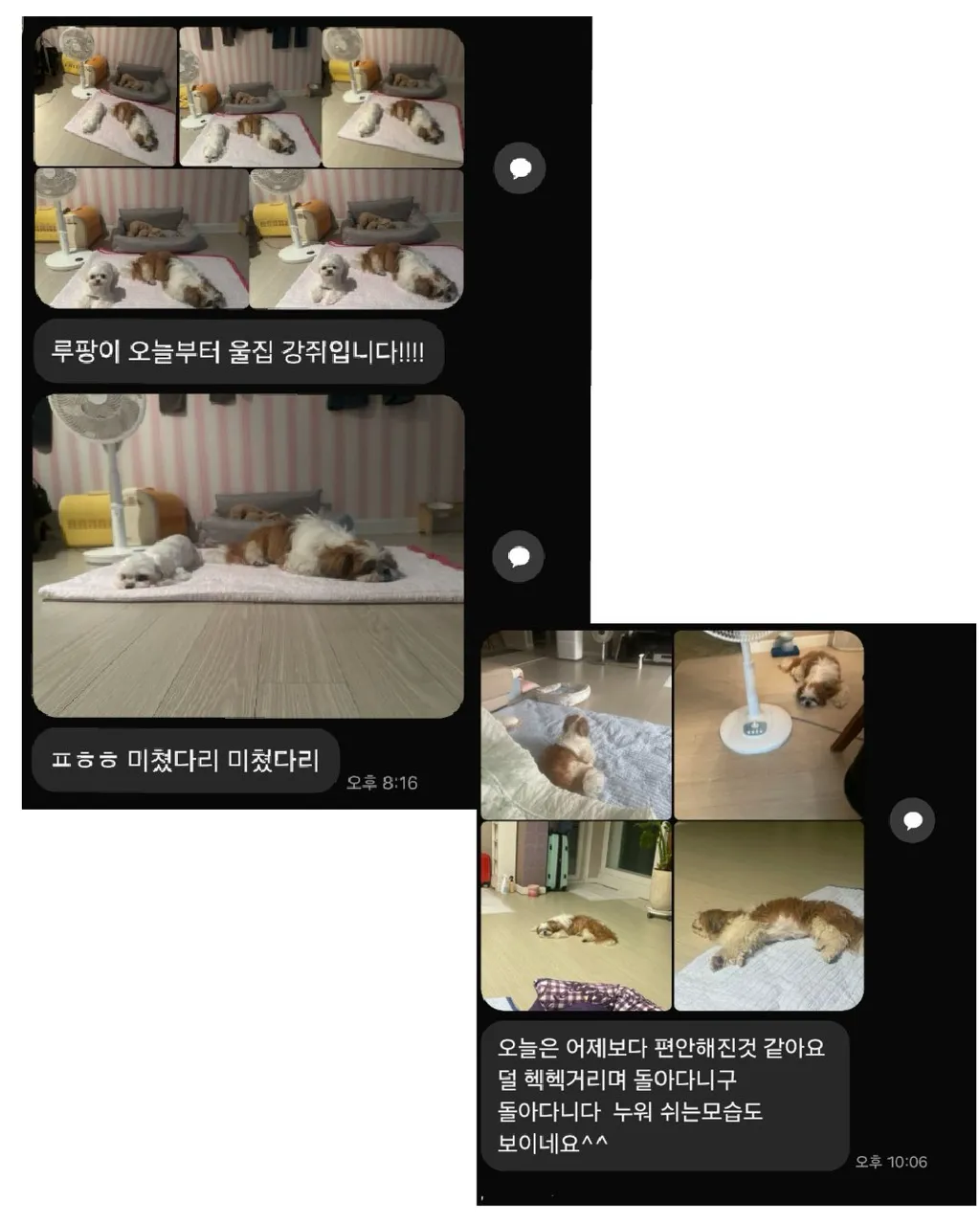 강아지를 이웃집에 맡겼는데