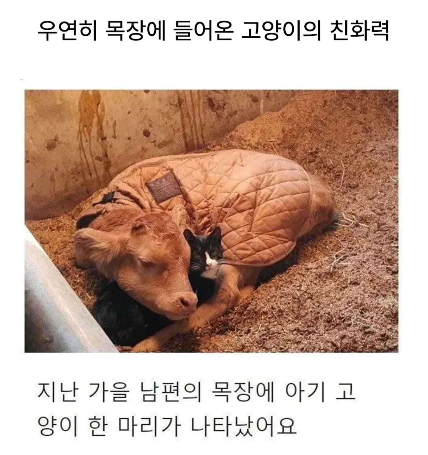 우연히 목장으로 들어온 고양이
