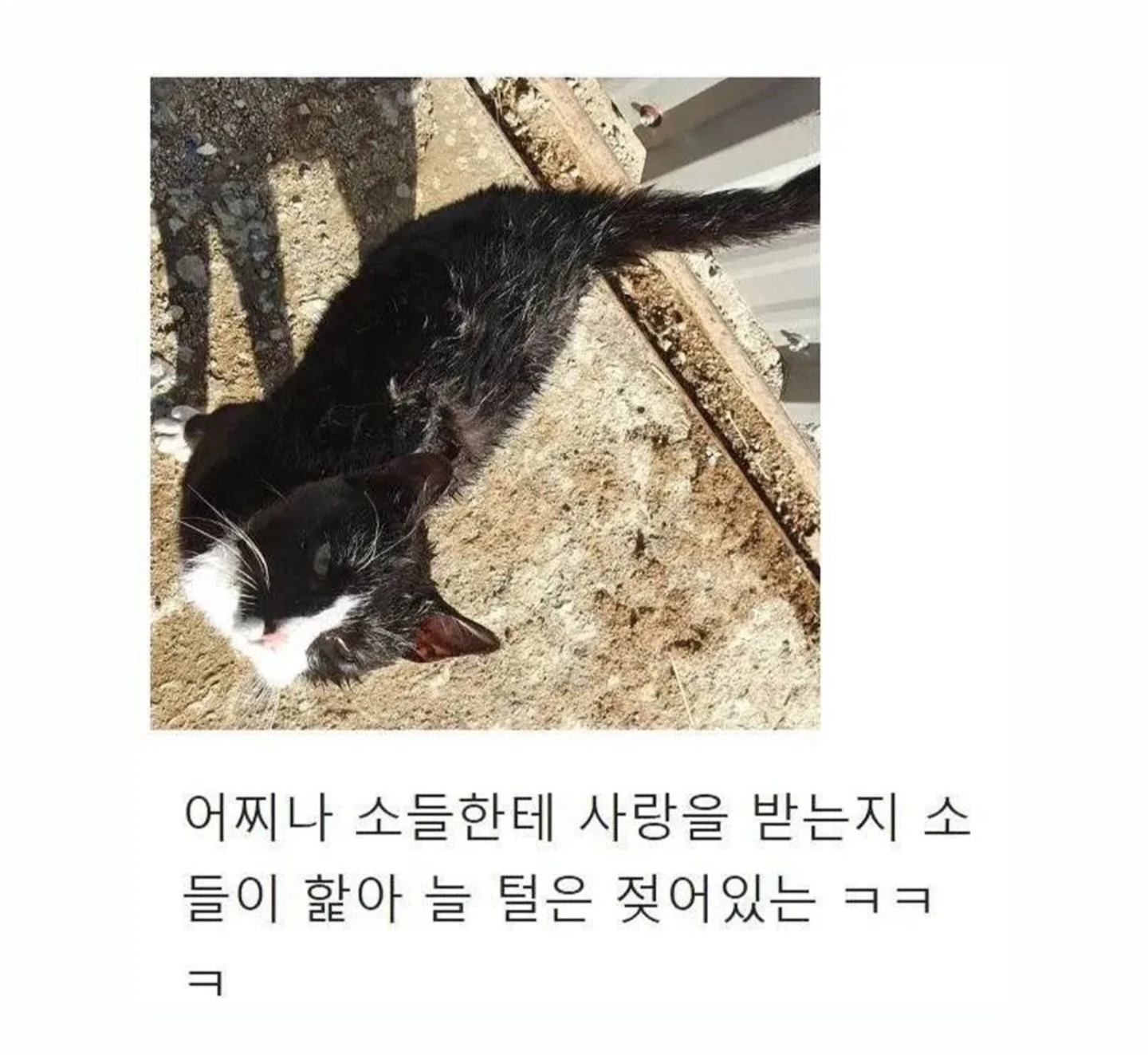 우연히 목장으로 들어온 고양이
