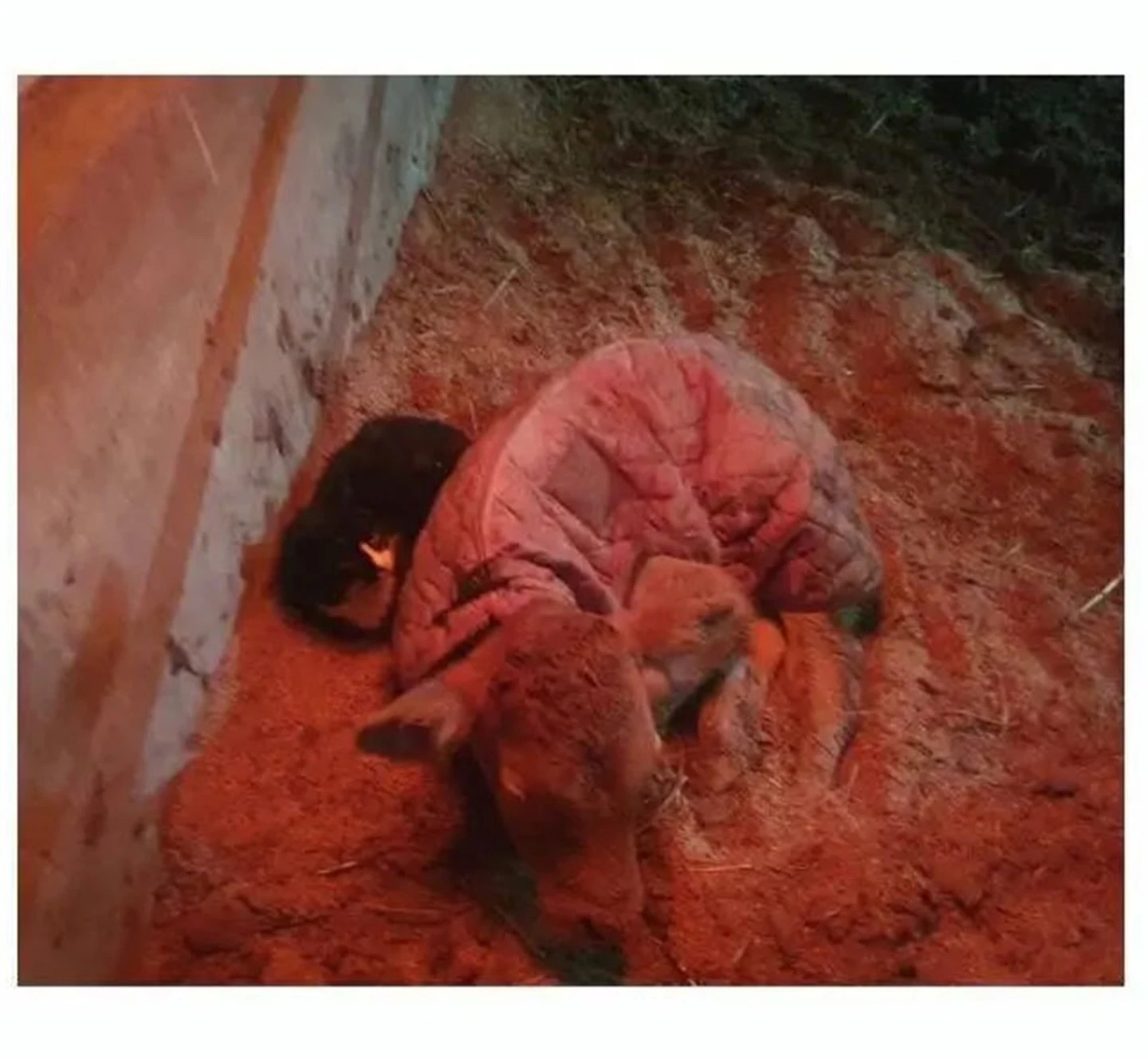 우연히 목장으로 들어온 고양이