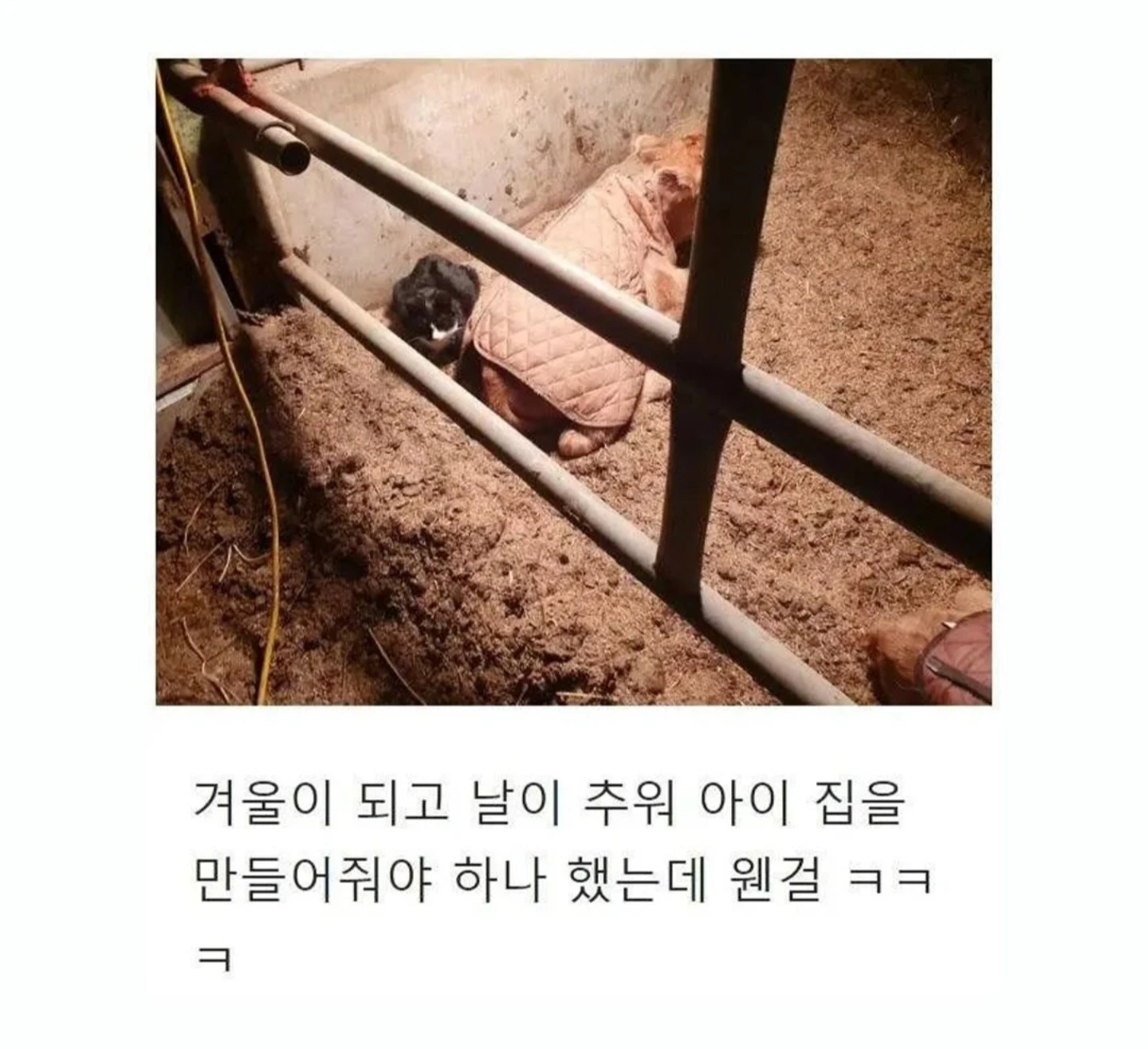 우연히 목장으로 들어온 고양이