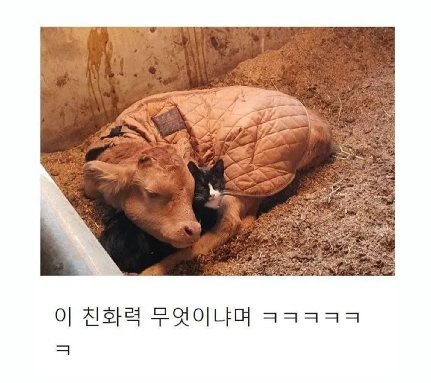 우연히 목장으로 들어온 고양이