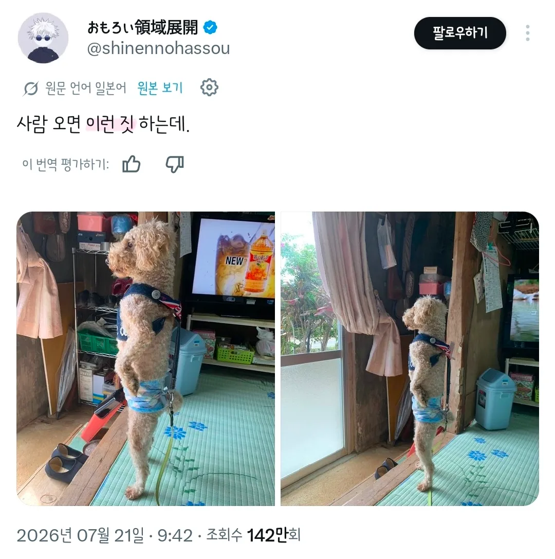 사람 오면 호날두 자세로 맞이하는 강아지