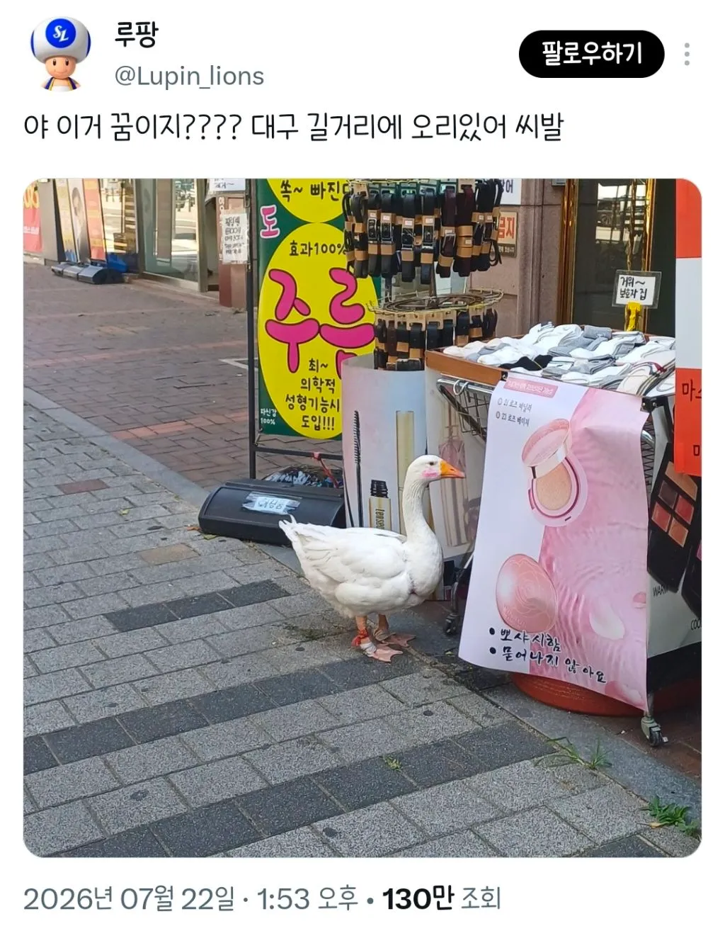 대구 길거리에 오리있어.twt