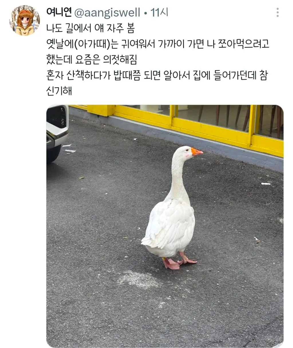 대구 길거리에 오리있어.twt
