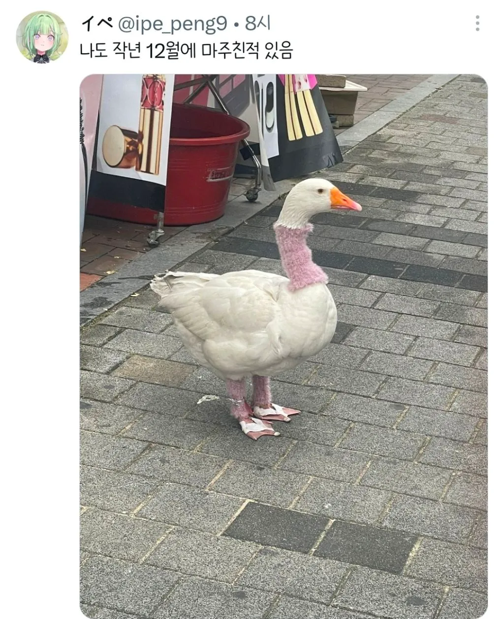 대구 길거리에 오리있어.twt