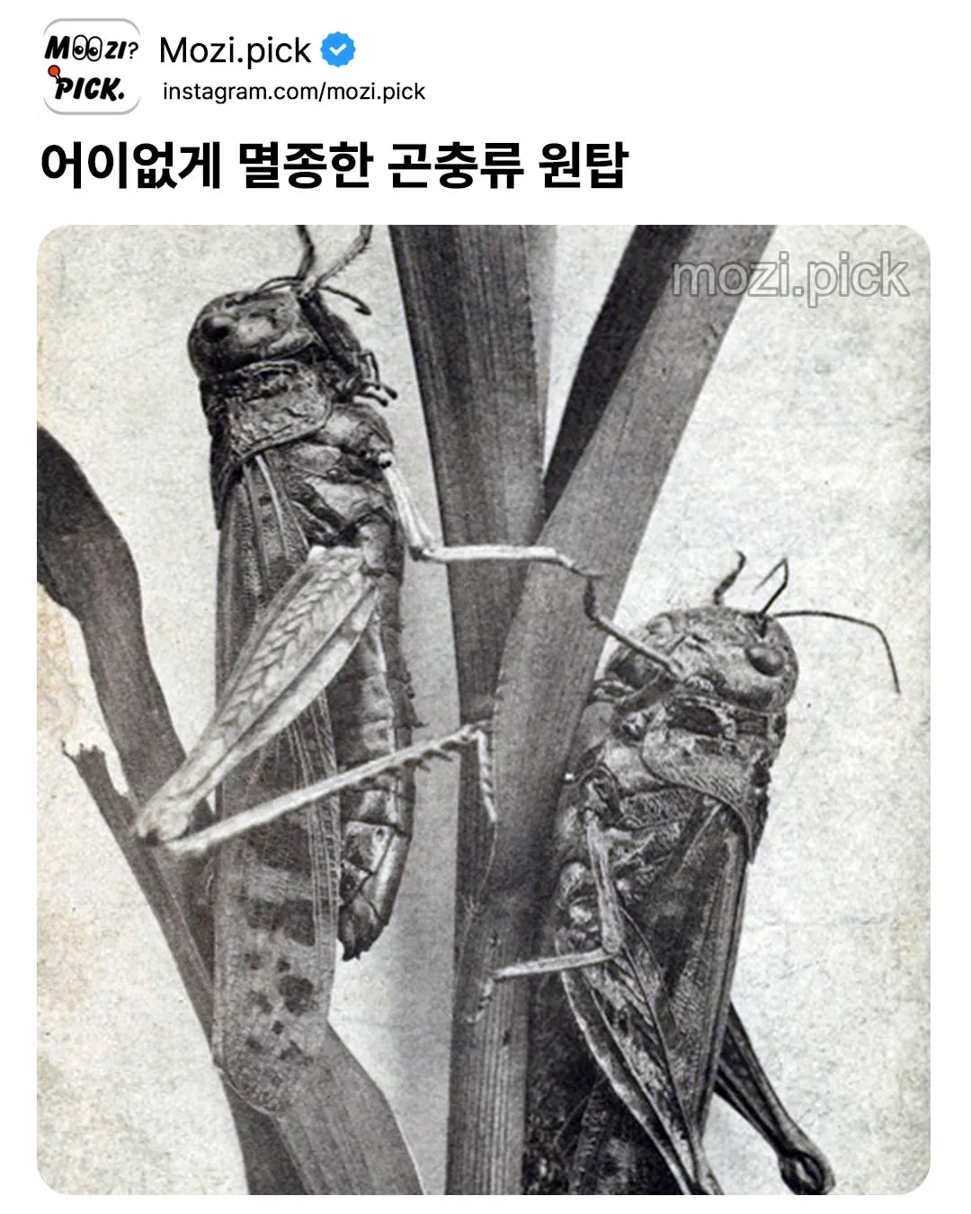 어이없게 멸종한 곤충류 원탑.JPG