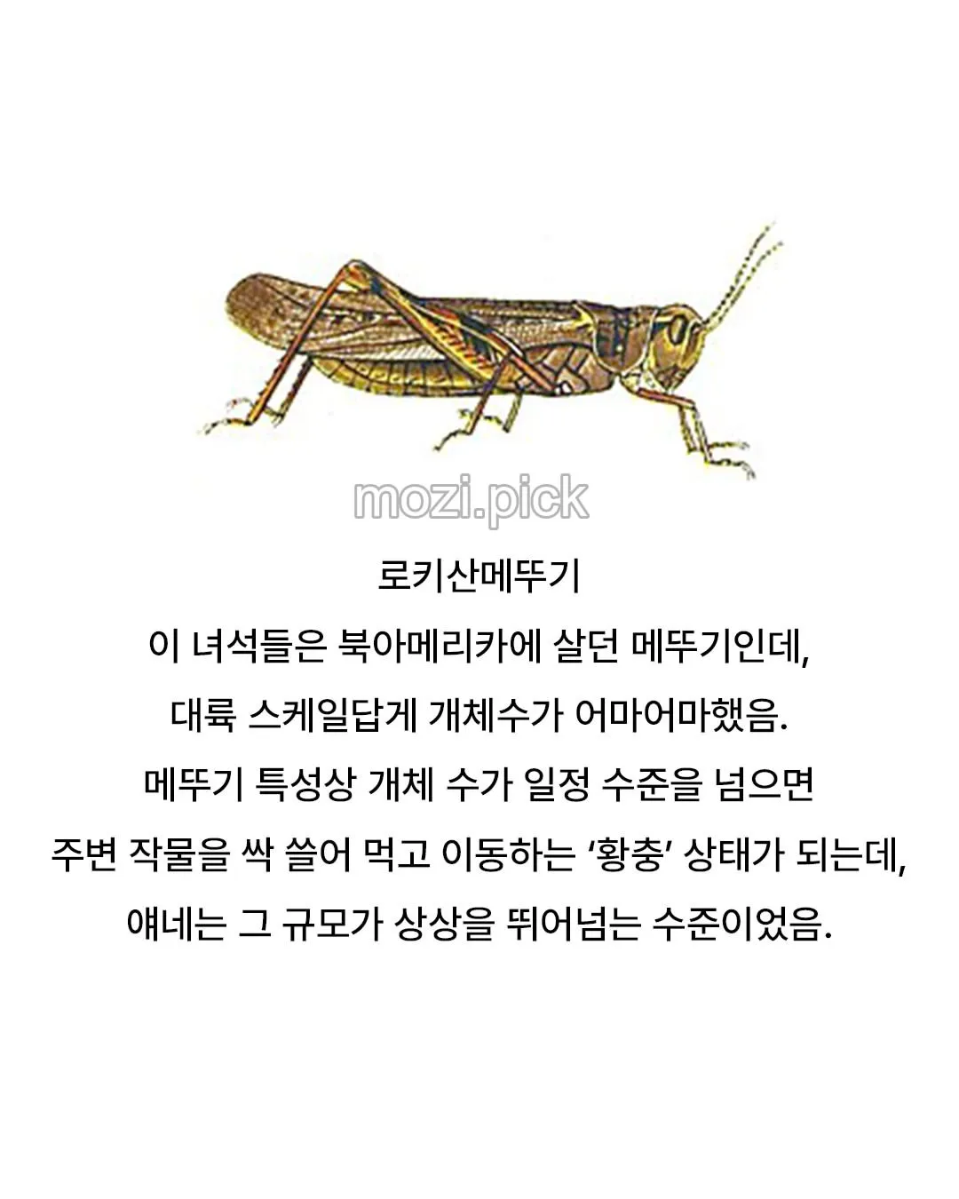 어이없게 멸종한 곤충류 원탑.JPG
