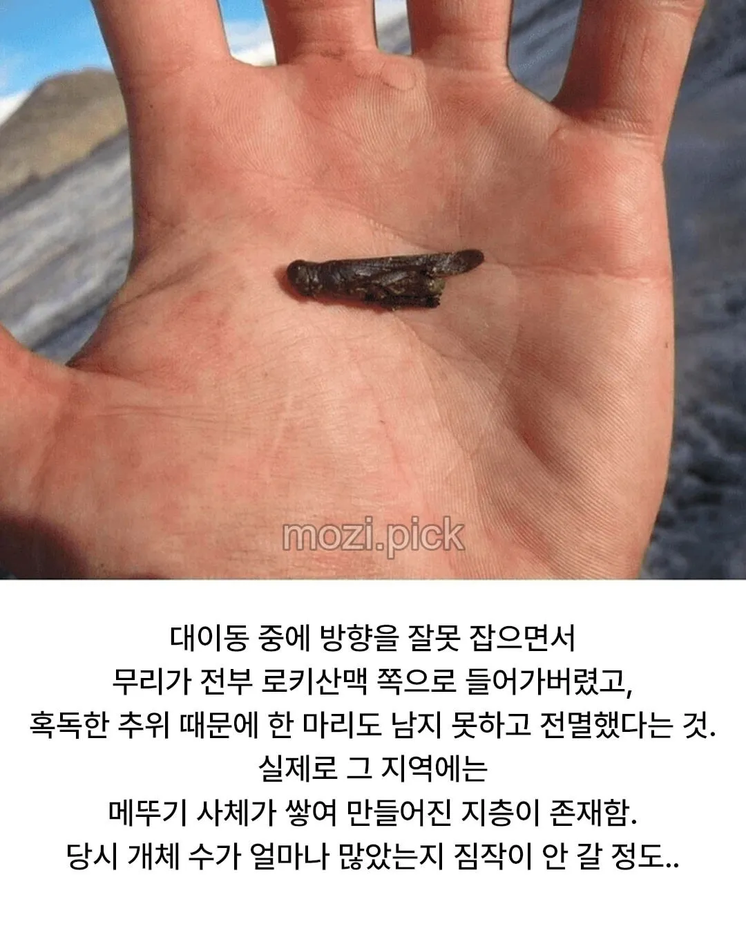 어이없게 멸종한 곤충류 원탑.JPG