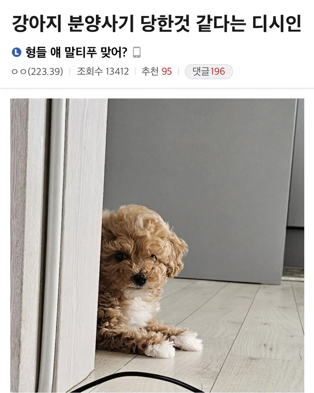 강아지 분양사기 당한 것 같다는 디씨인