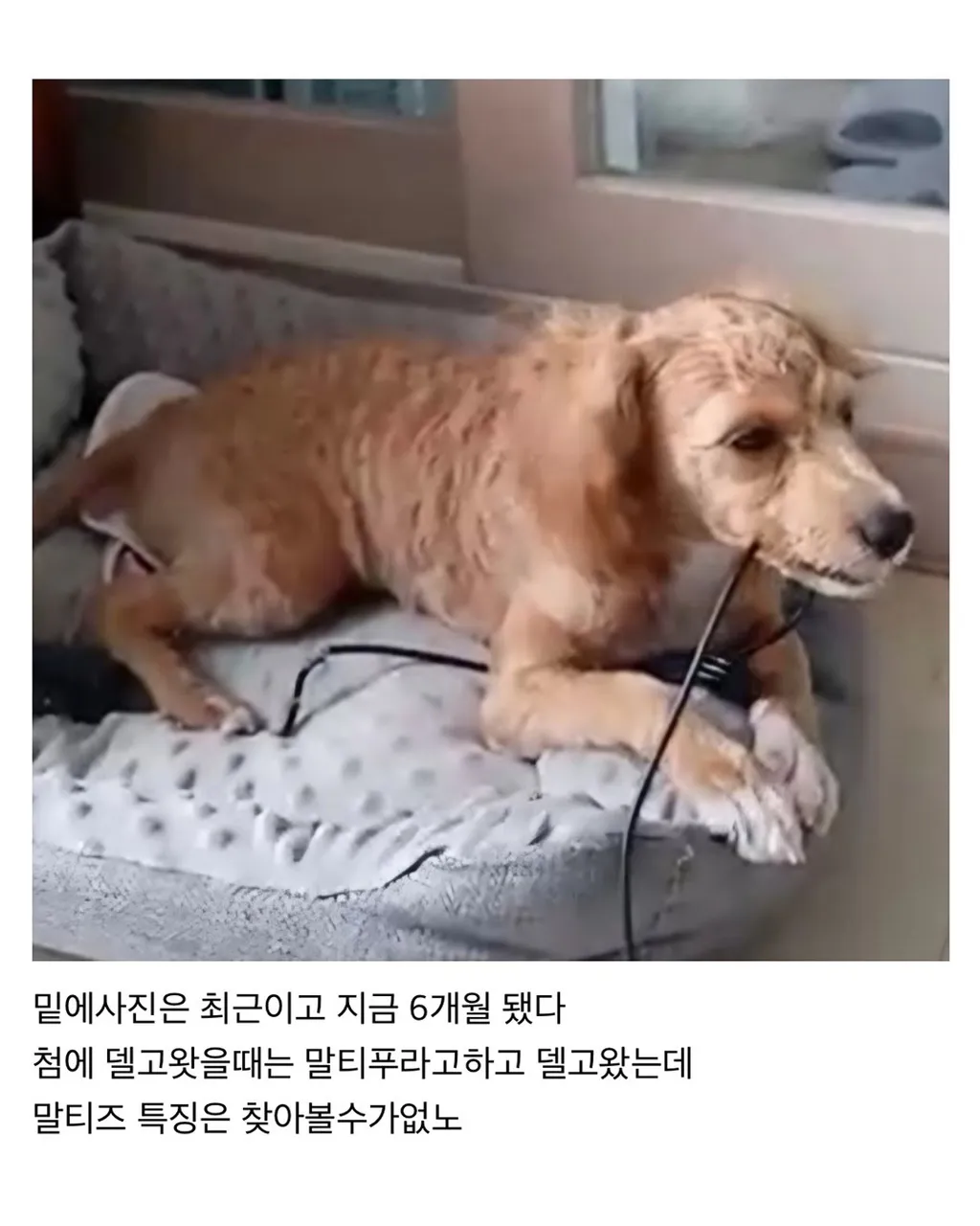 강아지 분양사기 당한 것 같다는 디씨인